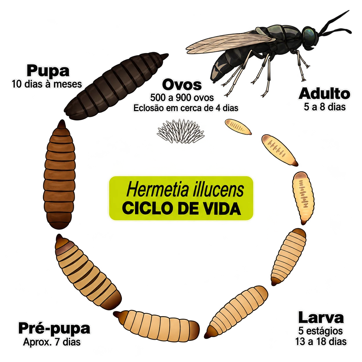 Ciclo de vida da Hermetia illucens