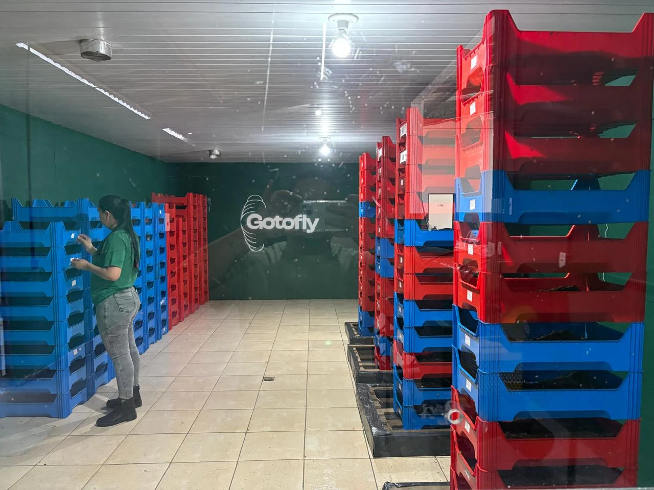 Sala de engorda com caixas empilhadas