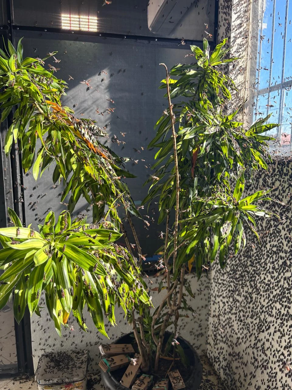 Moscário com moscas BSF em ambiente com plantas